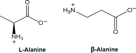 Beta Alanine and L.